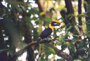 A toucan is one of hundreds of bird varieties in the forest and shoreline areas.